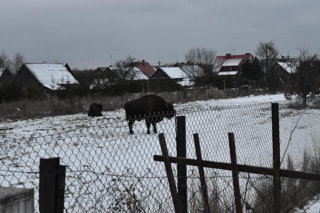 Domek Jaskółka Białowieża Zewnętrze zdjęcie